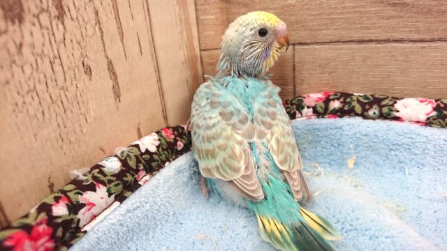 馴れそうなコですよっ　セキセイインコ　レインボー～～