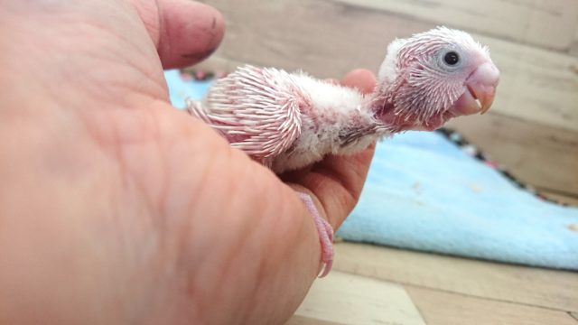 元気に育てて！セキセイインコ　ダブルファクター　２０２１　2月４日