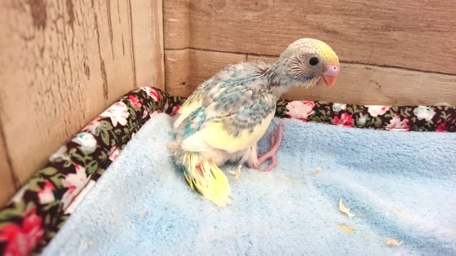 連れていきましょー！セキセイインコ　レインボーパイド　２０２１　２月４日