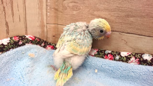 イメージはラムネっぽいかな～　セキセイインコ　パステルレインボー