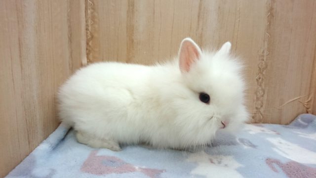 美白☆純白☆☆ライオンラビット～～