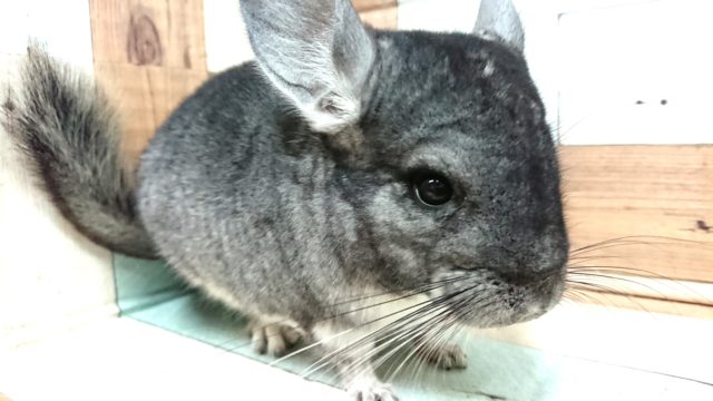 おしとやか～　チンチラ　ノーマルグレー　女のコ～～