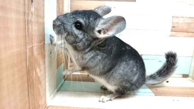 さすが！男のコ☆ チンチラ ノーマルグレー ～