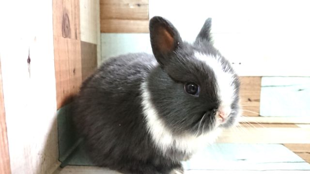 明るいイケメン　ネザーランドドワーフラビット　～～