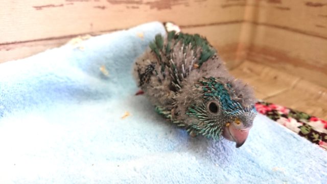 サザナミインコ　ターコイズブルー　の入荷でｺﾞｻﾞｲﾏｽ〜〜
