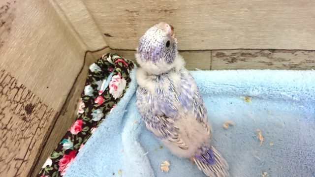 ｷﾚｲなスパングル。性格は明るめ～セキセイインコ～～