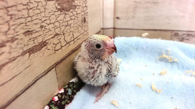 ビビっと来る☆彡　美々セキセイインコ　レインボースパングル　2021　２月１２日