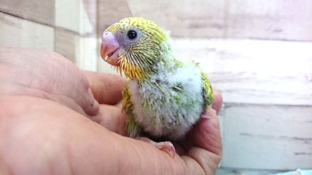 オススメのコ！セキセイインコ スパングル 2021 ２月１２日