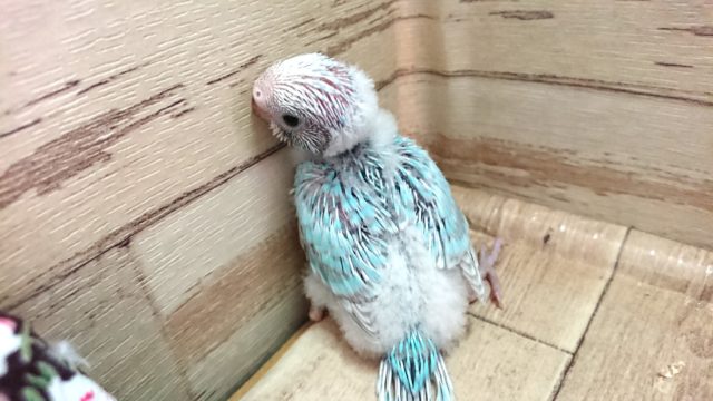 ｷﾚｲなコですよっ セキセイインコ 2021 ２月１２日