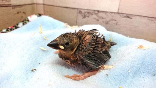 安定の人気です♪ 桜文鳥～ 2021 ２月１２日