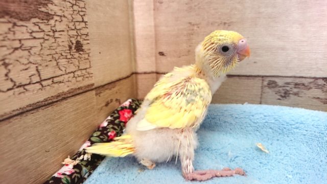 個性的ですねっ！華やかなセキセイインコ　パステルレインボーパイド