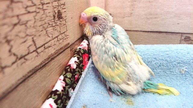 やや控えめタイプっ？　セキセイインコ　レインボーパイド　2021　２月１７日