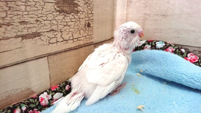 やはりキレイな鳥さんですねぇ～　セキセイインコ　ダブルファクター 2021　２月１８日