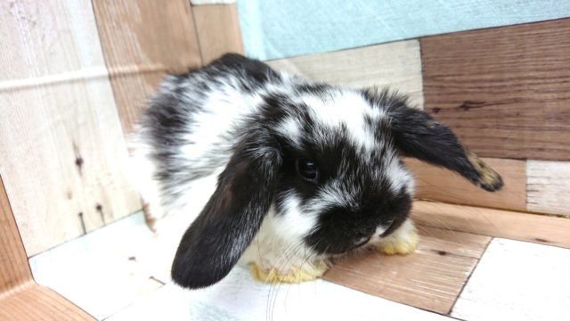 飛べそう～　むっちり体系のロップイヤー　です！　　