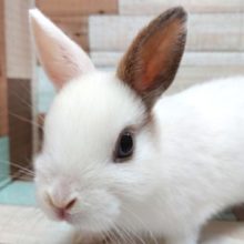 最新画像☆　おてんばさんかな？？ネザーランドドワーフラビット　女のコ～～