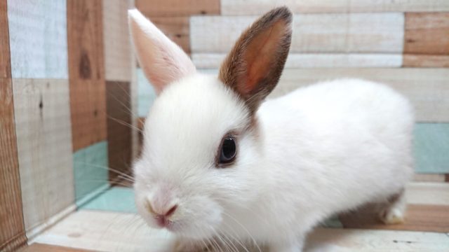 最新画像☆　おてんばさんかな？？ネザーランドドワーフラビット　女のコ～～