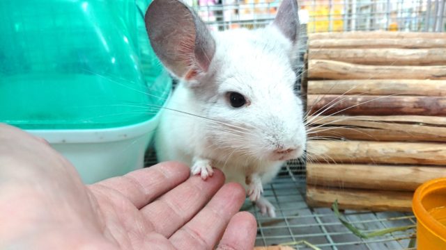 最新画像☆　遊び好き！チンチラ パイド 男のコ