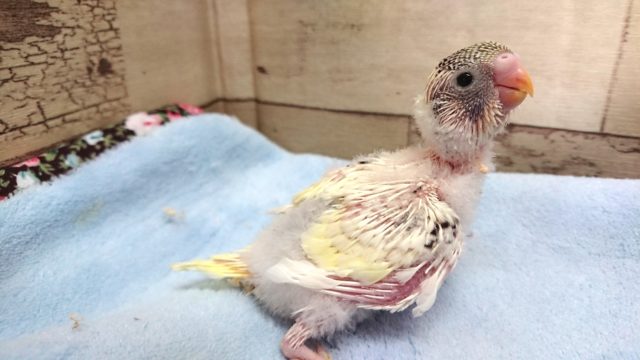 久々です♪　セキセイインコ　４色ハルクィン　2021　２月２８日