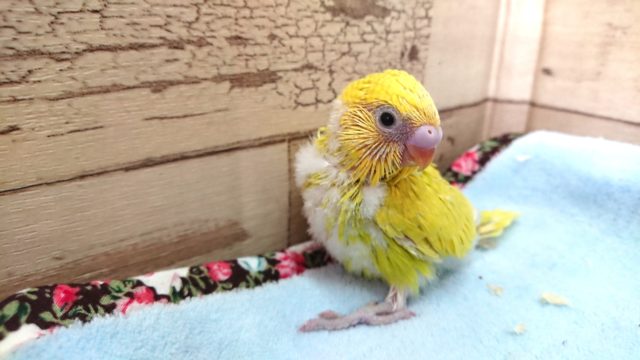 めちゃくちゃｷﾚｲなスパングル！　セキセイインコ　2021　２月２８日
