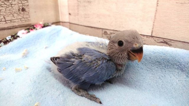 上品☆☆☆　コザクラインコ　ブルーオパーリン　2021　２月２８日