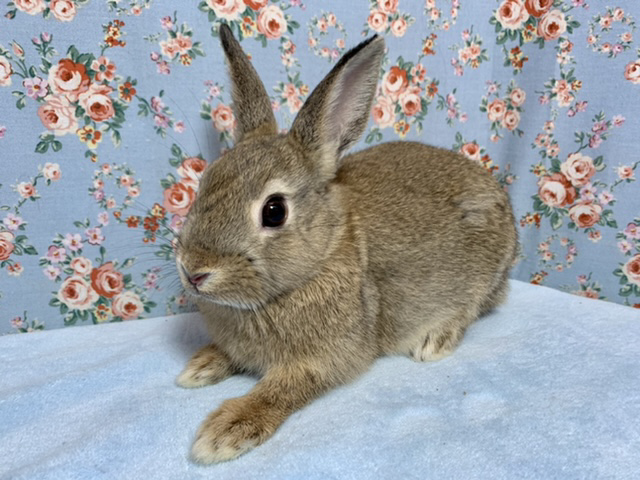 ネザーランドドワーフ  チェスナット  3月16日