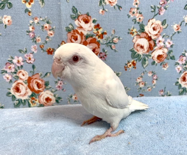 てのりマメルリハ アルビノ 2月20日