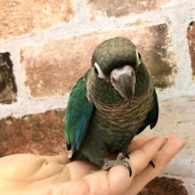 超ホヤホヤ最新画像☆ちびっこウロコインコさん♪