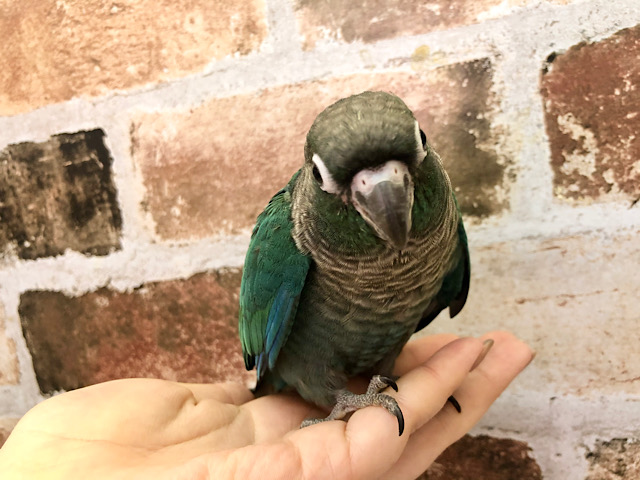 超ホヤホヤ最新画像☆ちびっこウロコインコさん♪