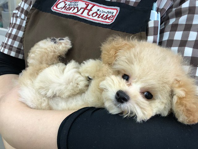 最新画像更新★抱っこ大好き♡どこまでもついてくるやんちゃガール！！トイプードルちゃん♪