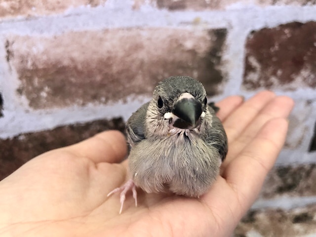 超ホヤホヤ最新画像☆お早めに〜！人気の桜文鳥ヒナ♪