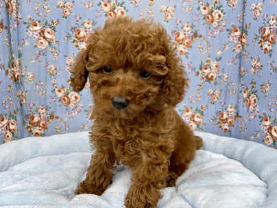 おっとりめかな？？トイプードルの男のコ 2021.2/28撮影