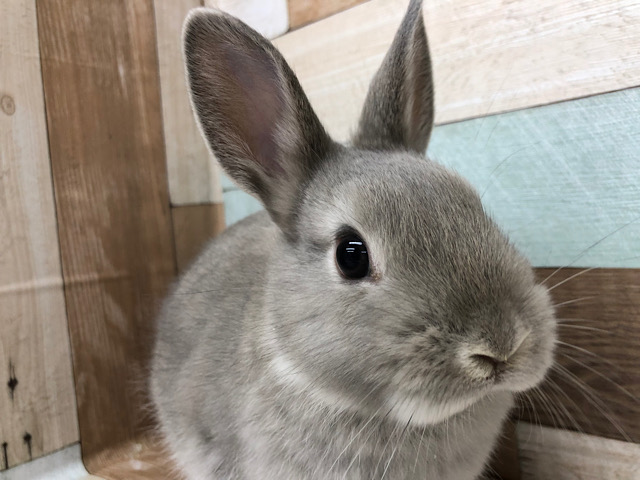 穏やかな優男〜！ネザーランドドワーフくん(グレー)