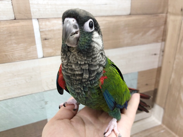 超ホヤホヤ最新画像♪濃い緑がカッコイイ！アオシンジュウロコインコのヒナが来ました〜