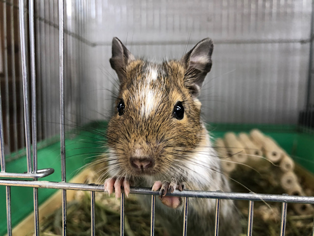 可愛い子が寄ってくる〜♪デグーちゃん(パイド)