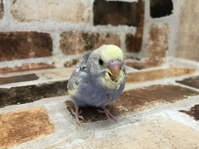 超ホヤホヤ最新画像☆ちょいと控えめ？な巻きっぷり～羽衣セキセイインコ～