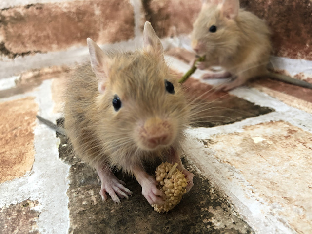 可愛すぎて困ります(T_T)サンドデグーくん