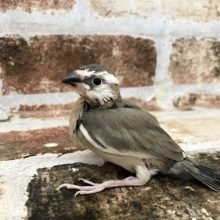 左右で雰囲気が変わる♪桜文鳥ヒナ