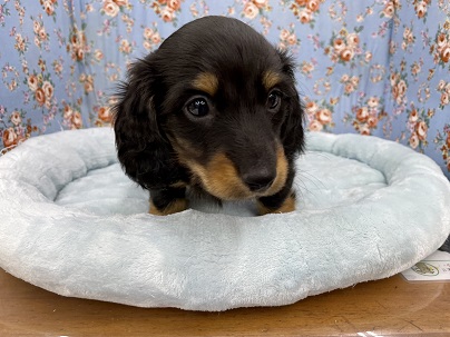 もちもちボディの持ち主!! ミニチュアダックスフンドの男のコ 2021.2/16撮影