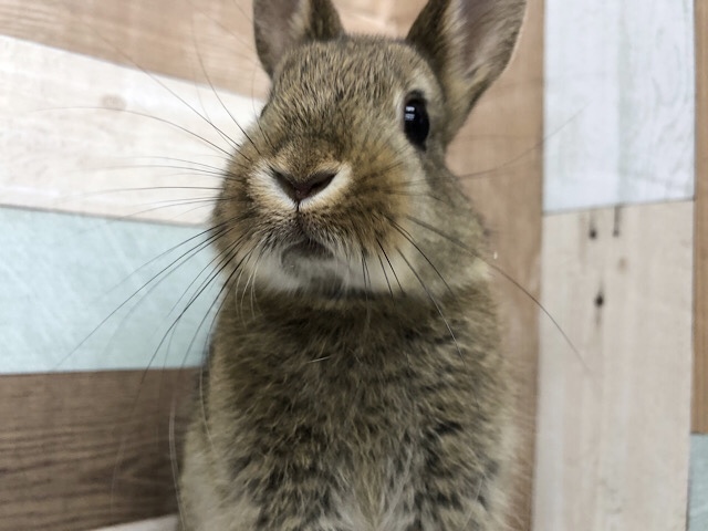 超ホヤホヤ最新画像☆可愛いビビりちゃん♥ネザーランドドワーフちゃん(チェスナット)