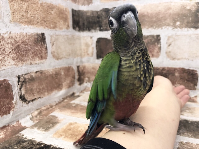 愛情たっぷり♥ウロコインコヒナ(ノーマル)