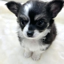 チワワ（ロング）　（ブラックホワイト&タン）　2020年1月3日生　男の子