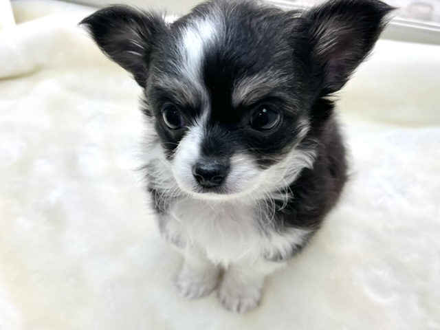チワワ（ロング）　（ブラックホワイト&タン）　2020年1月3日生　男の子