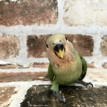 超ホヤホヤ最新画像♪まんまるバディが目印ですっ！コザクラインコヒナ(ノーマル)