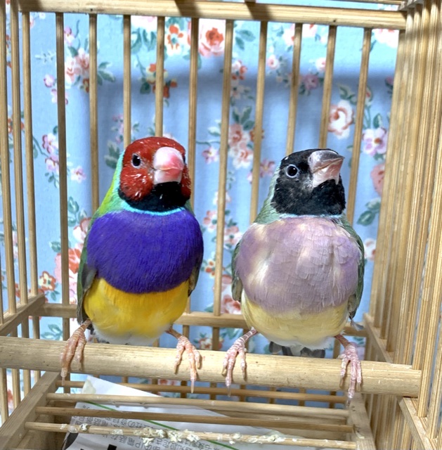 コキンチョウ ノーマル ペア 2月18日