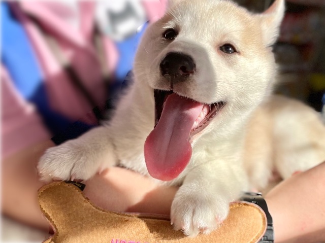 MIX(父ハスキー×母柴犬）（フォーン）　2020年12月14日生まれ　男の子