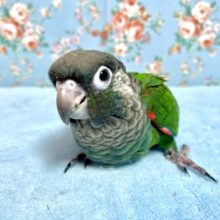 アオシンジュウロコインコ  2月28日