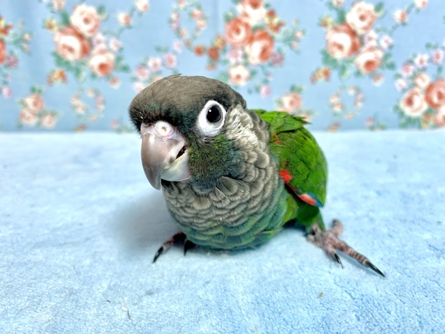 アオシンジュウロコインコ  2月28日