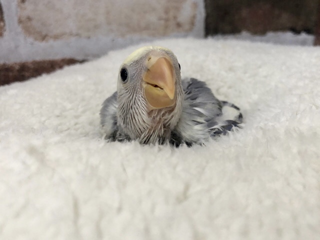 ワタワタが迷子…？？コザクラインコヒナ(ホワイトフェイス　コバルトパイド)