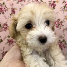 おっと〜りゆった〜り♥ミックス犬のマルプー(マルチーズ×トイプードル)