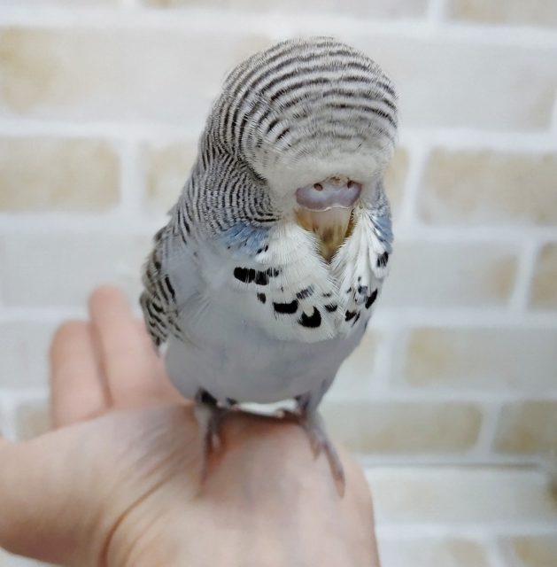 頭　もこ(笑)　ジャンボセキセイインコ☆ノーマル・グレー 2021年02月02日撮影